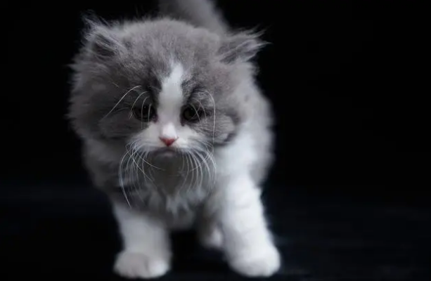什么是猫传腹
