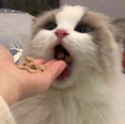 为什么宠物腹泻总不好？
